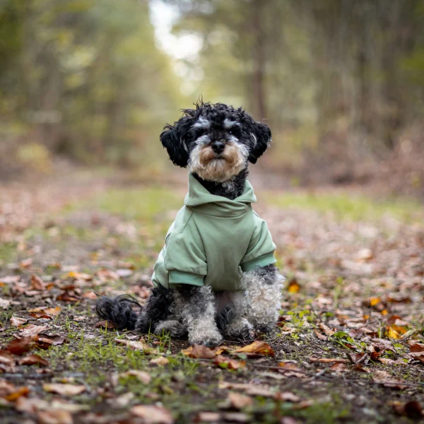 Hundesweatshirt Föhr – Mint