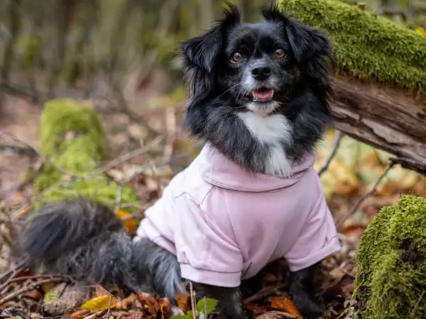 Hund im rose - farbigen Hundesweatshirt neben einem Baumstamm