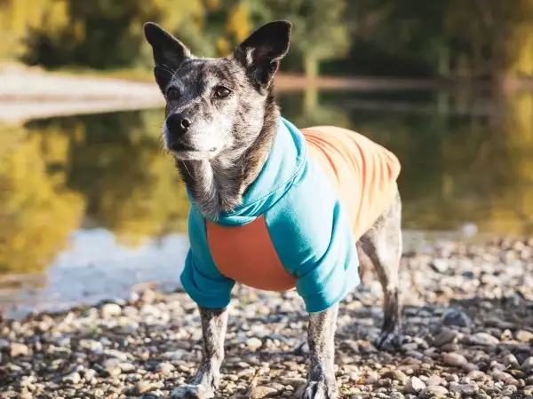 Hundesweatshirt Norderney Orange-Türkis