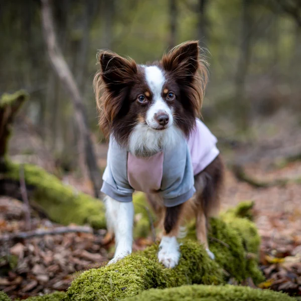 Hundesweatshirt Norderney – Rose & Kiesel