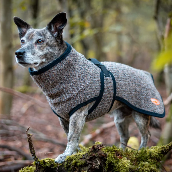 Hund mit Hundewalkmantel Sylt in Marone-Optik auf einem Baumstamm
