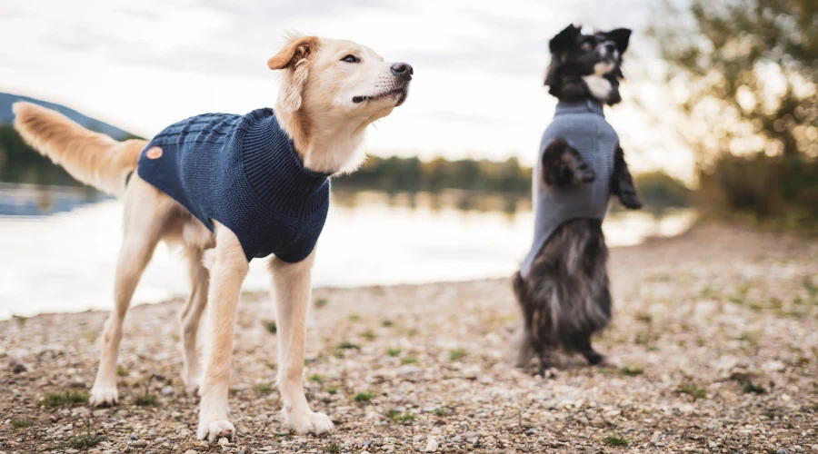 Zwei Hunde in Pullover am See