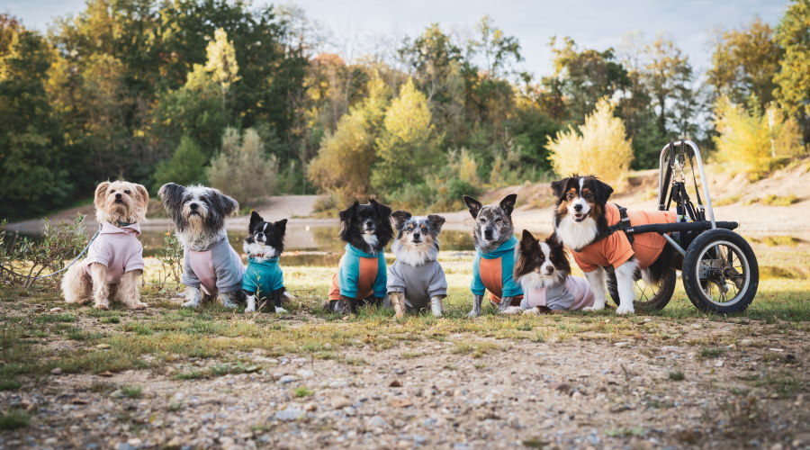Mehrere Hunde in Hundesweatshirts an einem Wald